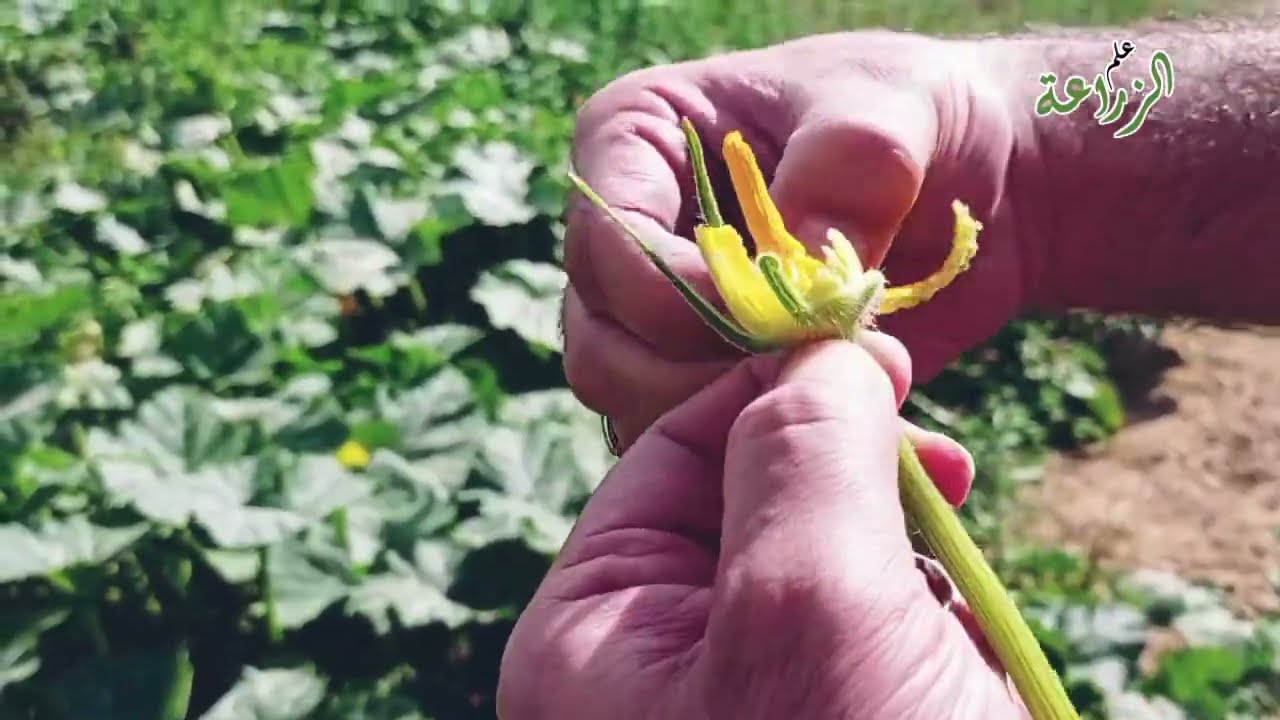 كيف نميز بين الزهرة المذكرة و المؤنثة فى القرع بطريقة سهلة | القرعيات
