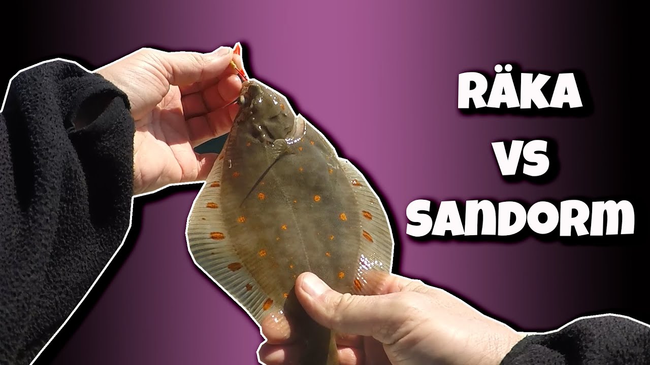 Plattfisk i Öresund - Räka vs Sandorm