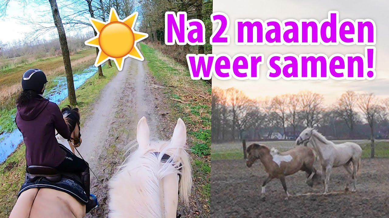 Nacho en Marley staan weer samen! Gaat dat goed?! + alles over WEIDEBEHEER!