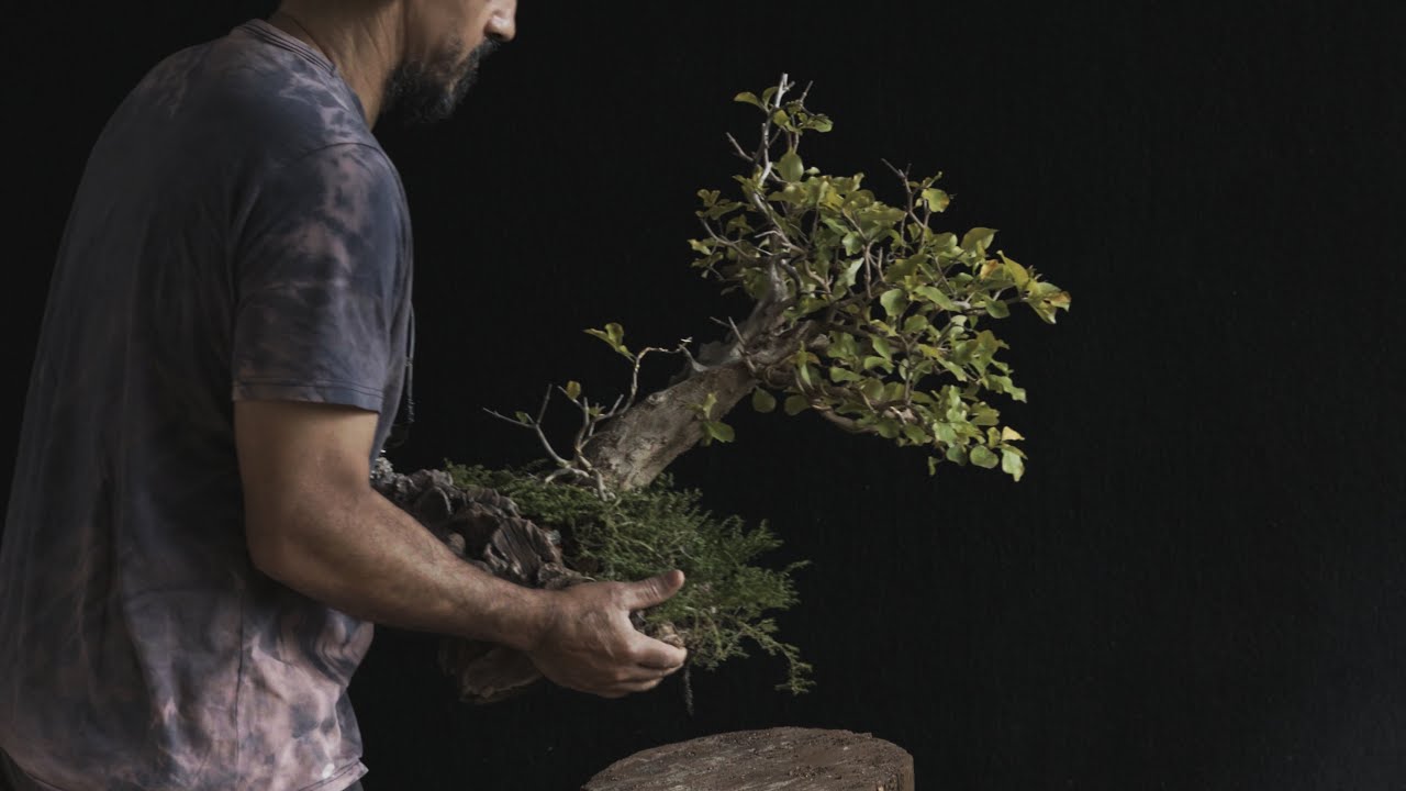 Bonsai de Acerola - Atualização - Dorathy (Malpighia emarginata) vídeo 4