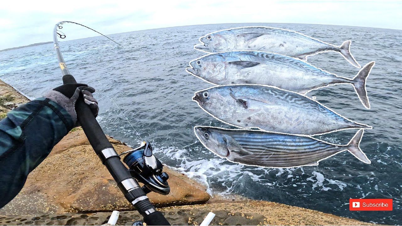 MACK TUNA AND BONITO || SHORE JIGGING
