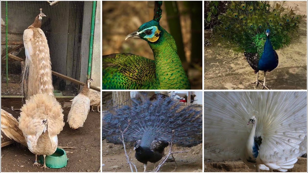 Visited at Dilshad Ahmand II Peacock/More Farm in Kabirwala Pakistan Green Java black shoulder