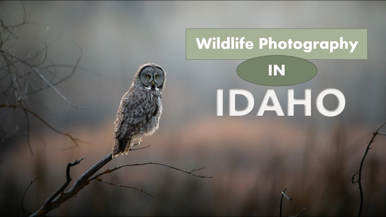 bird photography in one day. Nikon D850 and 600mm F/4. Waterfowl, song birds, and Owls.