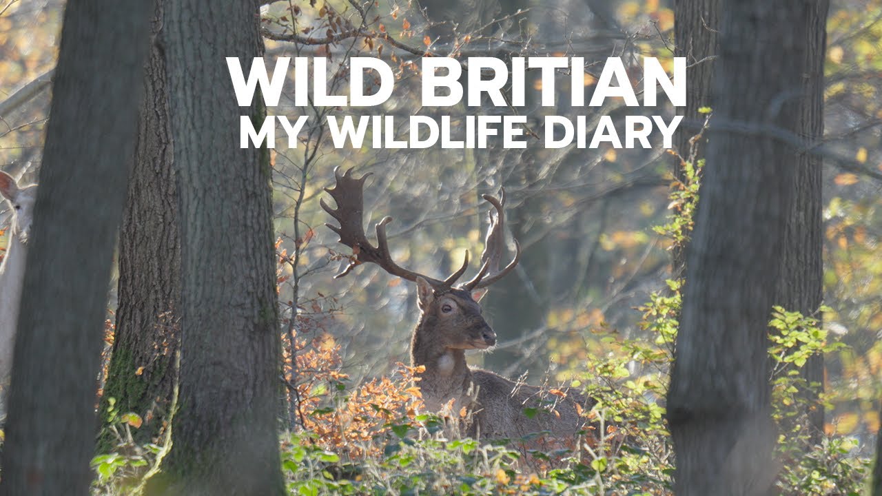 Wild Britain: My Wildlife Diary