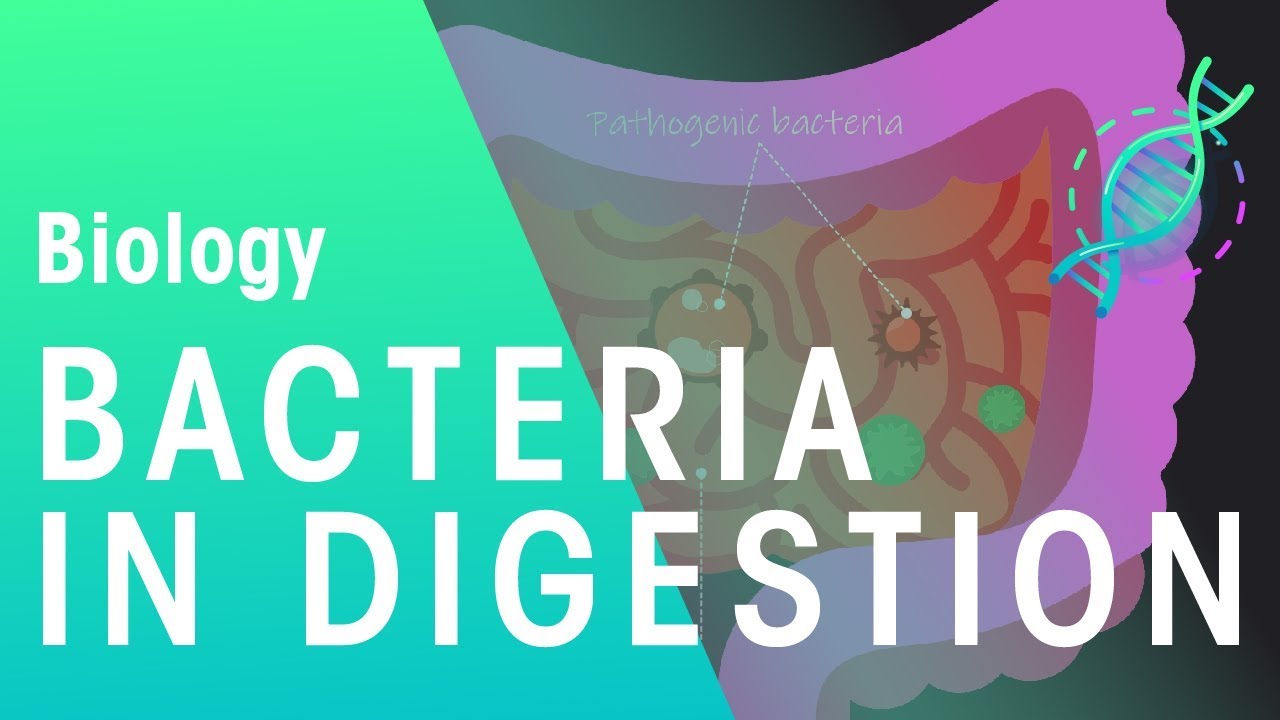 Bacteria in digestion | Physiology | Biology | FuseSchool