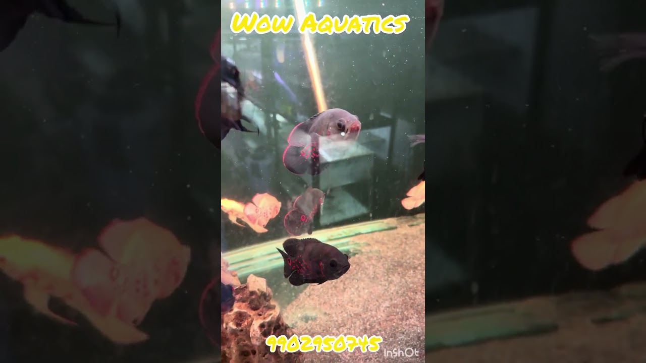 Ramadan offers at Wow Aquatics #aquarium #fishkeepinghobby #fish #exoticaquariumfish #pond 
