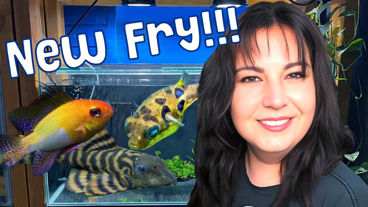 Обновление Fishroom: крупные победы… и несколько болезненных неудач