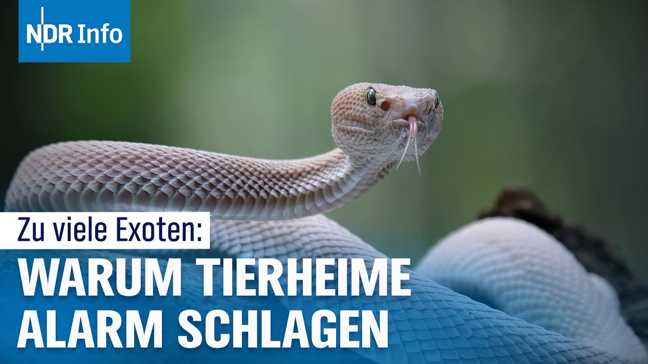 Exotische Haustiere: Warum Tierheime an ihre Grenzen sto&szlig;en | NDR Info