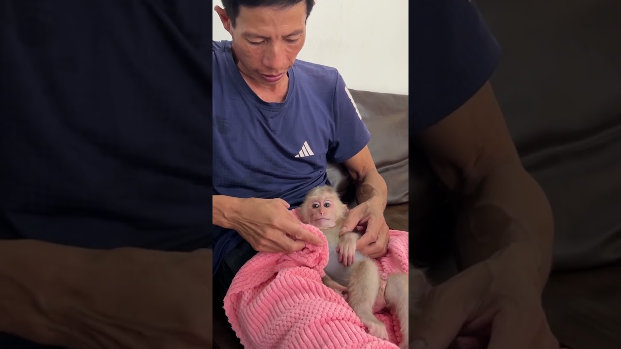 Monkey Xuka becomes more beautiful after bathing #monkeysr #babymonkey #monkeyfamily