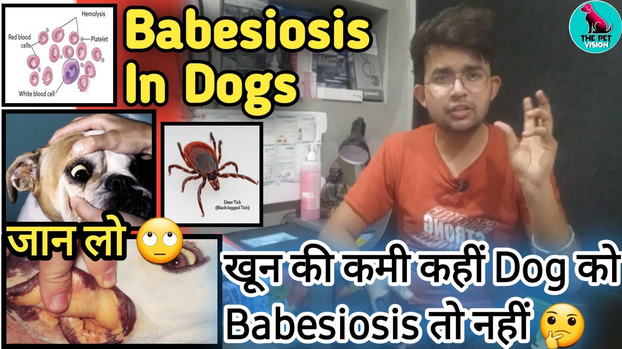 babesiosis in dogs || babesia in dog || tick fever dogs || fever in dogs || symptoms,treatment || SM