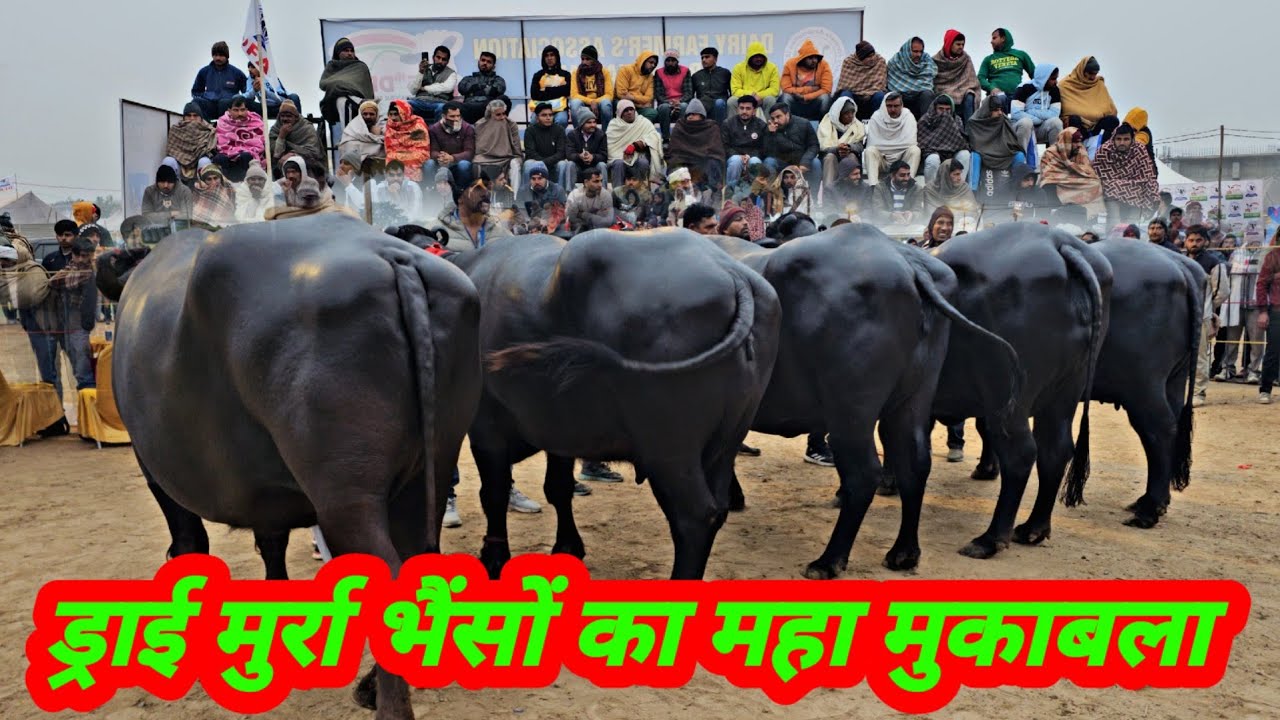Dry Murrah Buffalo Competition in DFA Kurukshetra Nain Dairy Farm