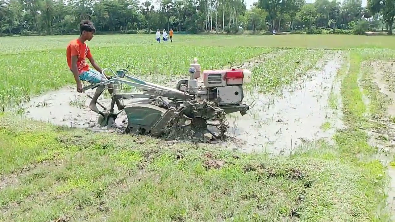 How to cultivate rice with a power tiller. BD Power Tiller Goru #foryou
