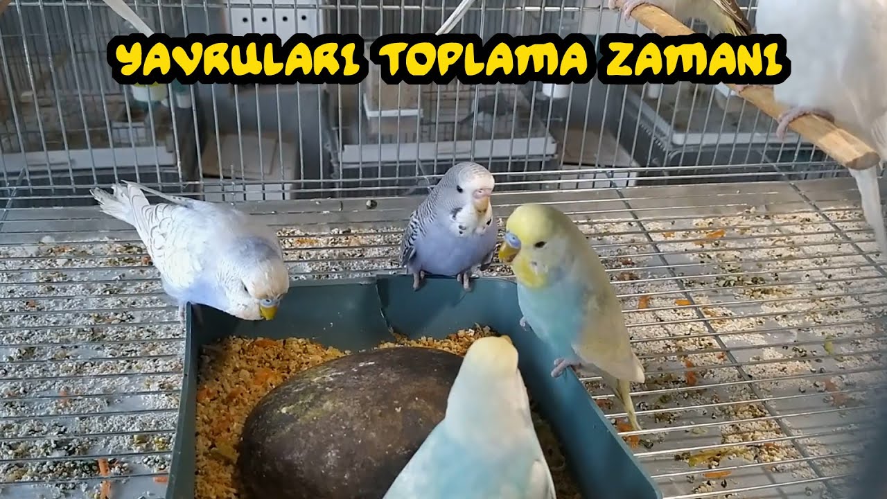 Yuvalıklardan Yavru Topluyoruz - 5 l VLog