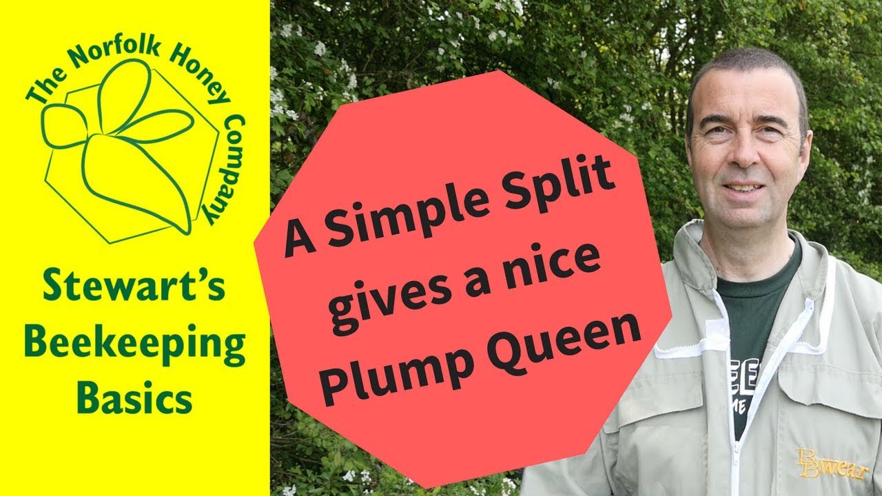 A Simple Split creates a nice Plump Queen
