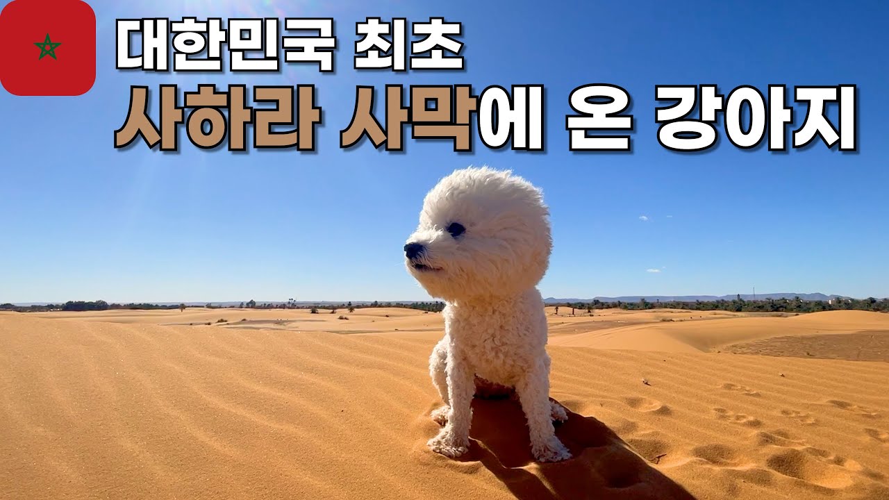 🇲🇦 모로코 사막에서 행복을 찾은 강아지 🚎 캠핑카로 유라시아 횡단 강아지 [100]