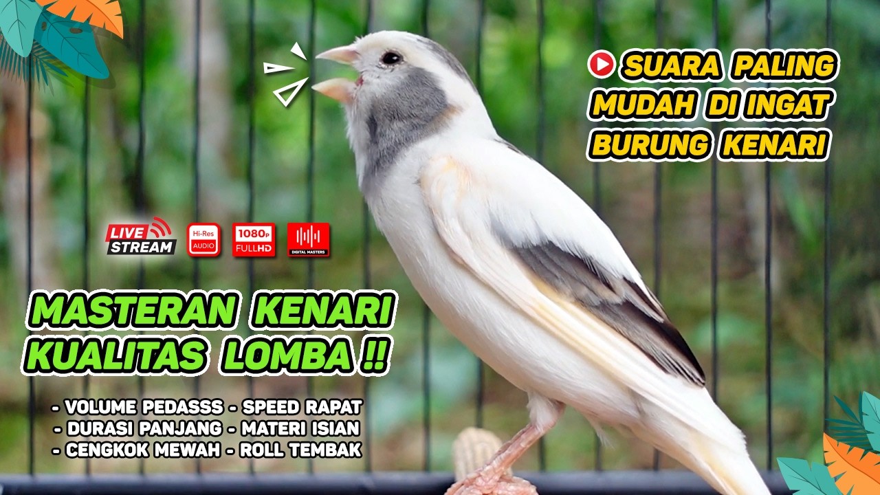 Kenari GACOR NGEREK‼️ Masteran Kenari PAUD dan Pancingan Kenari MACET BUNYI dan Betina NGIWIR - 216