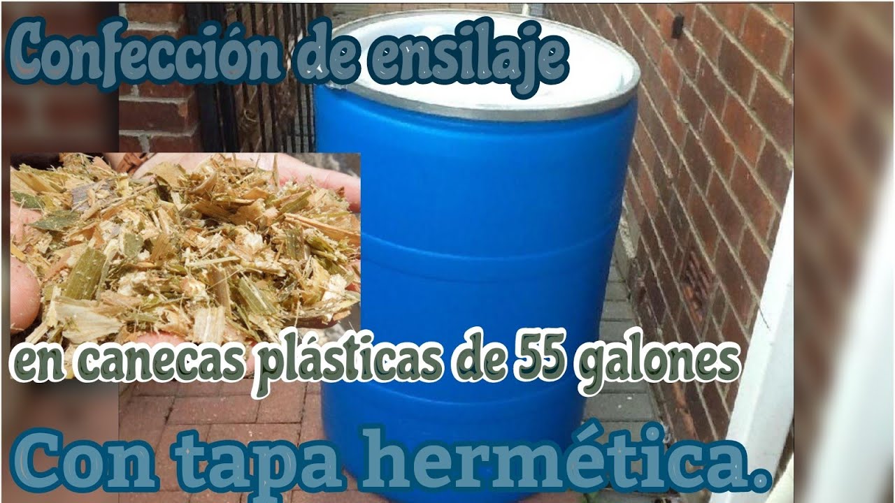 Preparación de ensilaje, en canecas plásticas. 55 galones. 120-140 kg de silo por caneca. #vacas