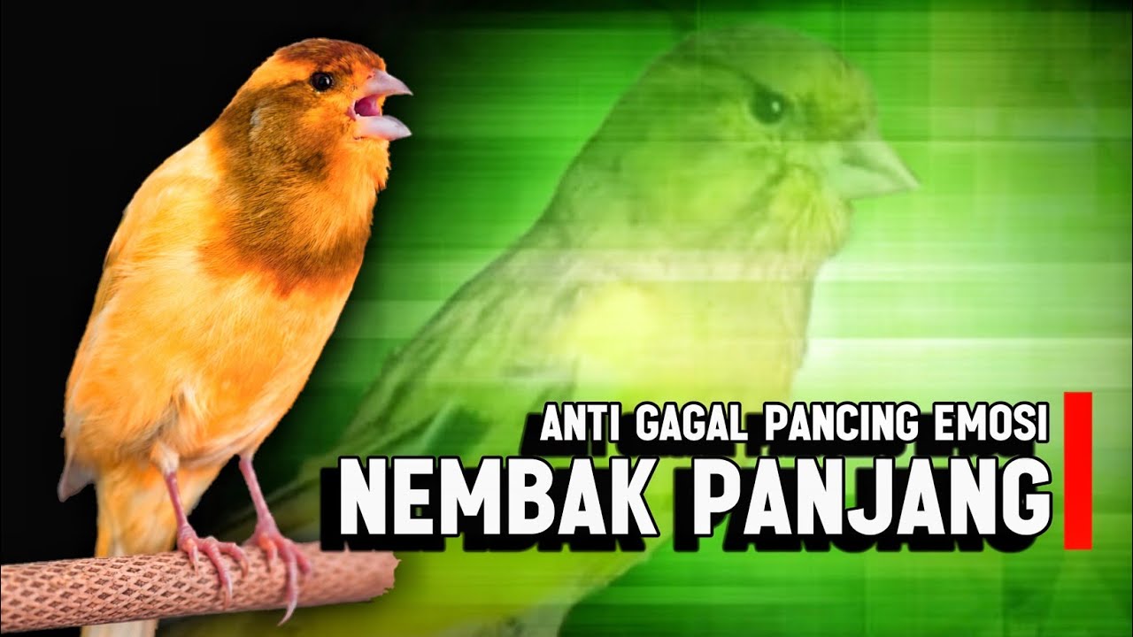 #002 Kenari Gacor Panjang Rol Rapat | Burung Kenari Bernyanyi, Canario Belga