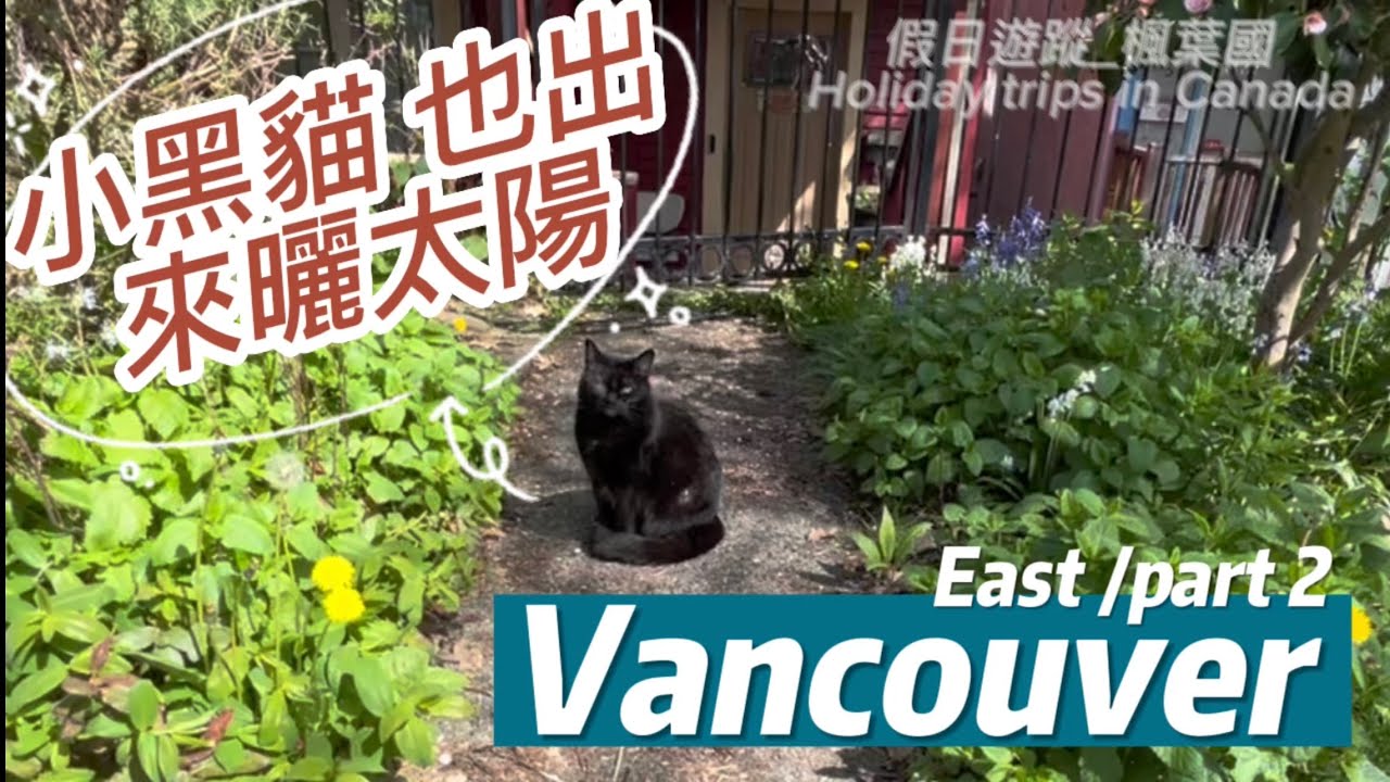 The Beautiful City Vancouver /East (part 2)小黑貓也做日光浴  /  美麗溫哥華/東區(二),