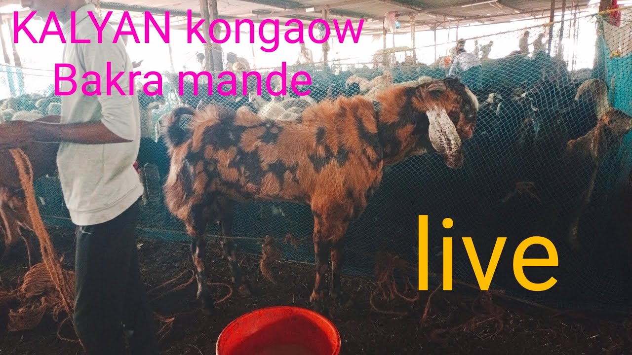 KALYAN kongaow Bakra mande live update Thursday  2025 qurbani Bhari bade bakre