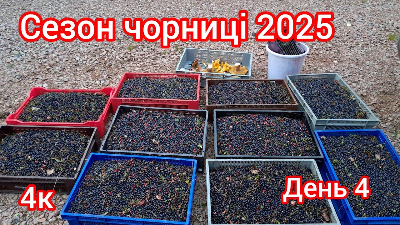 Збираю чорниці в Швеції,  падає,  серпень 10° холодно!
