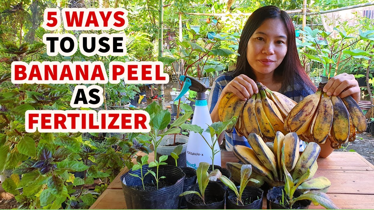 BALAT NG SAGING EPEKTIBONG PATABA SA HALAMAN AT GULAY | 5 WAYS TO MAKE BANANA PEEL FERTILIZER