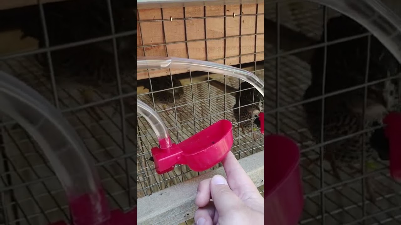 Automatic Watering System for Quail Cages