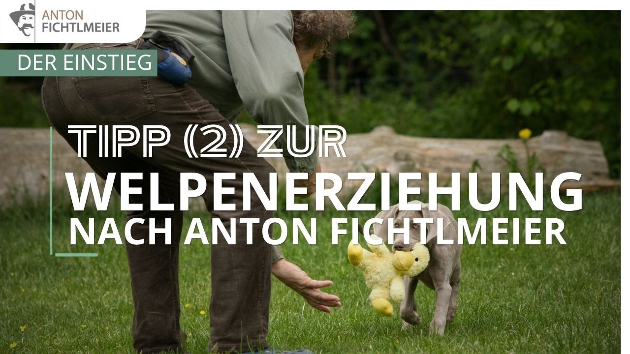 Tipp (2) zur Welpenerziehung | Hundetraining nach Anton Fichtlmeier