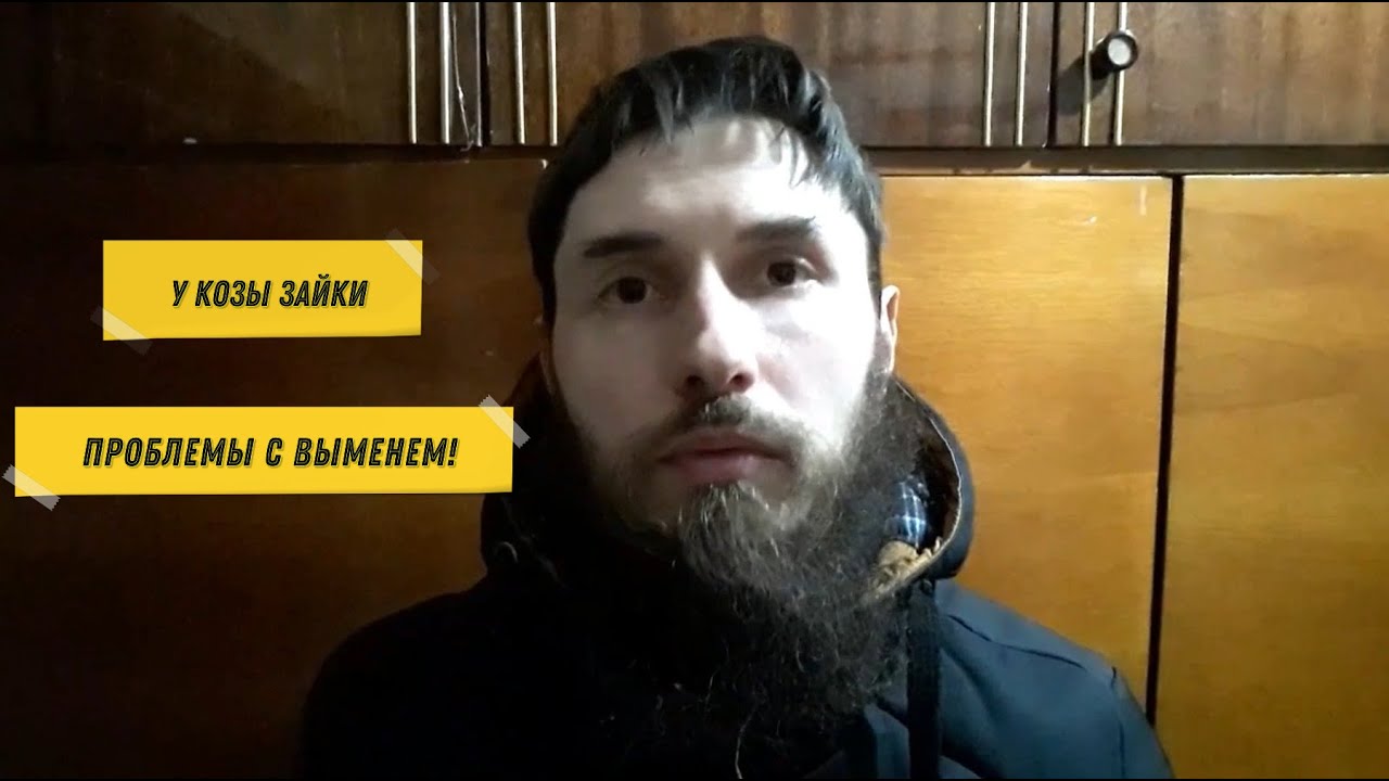 У козы отёк вымени