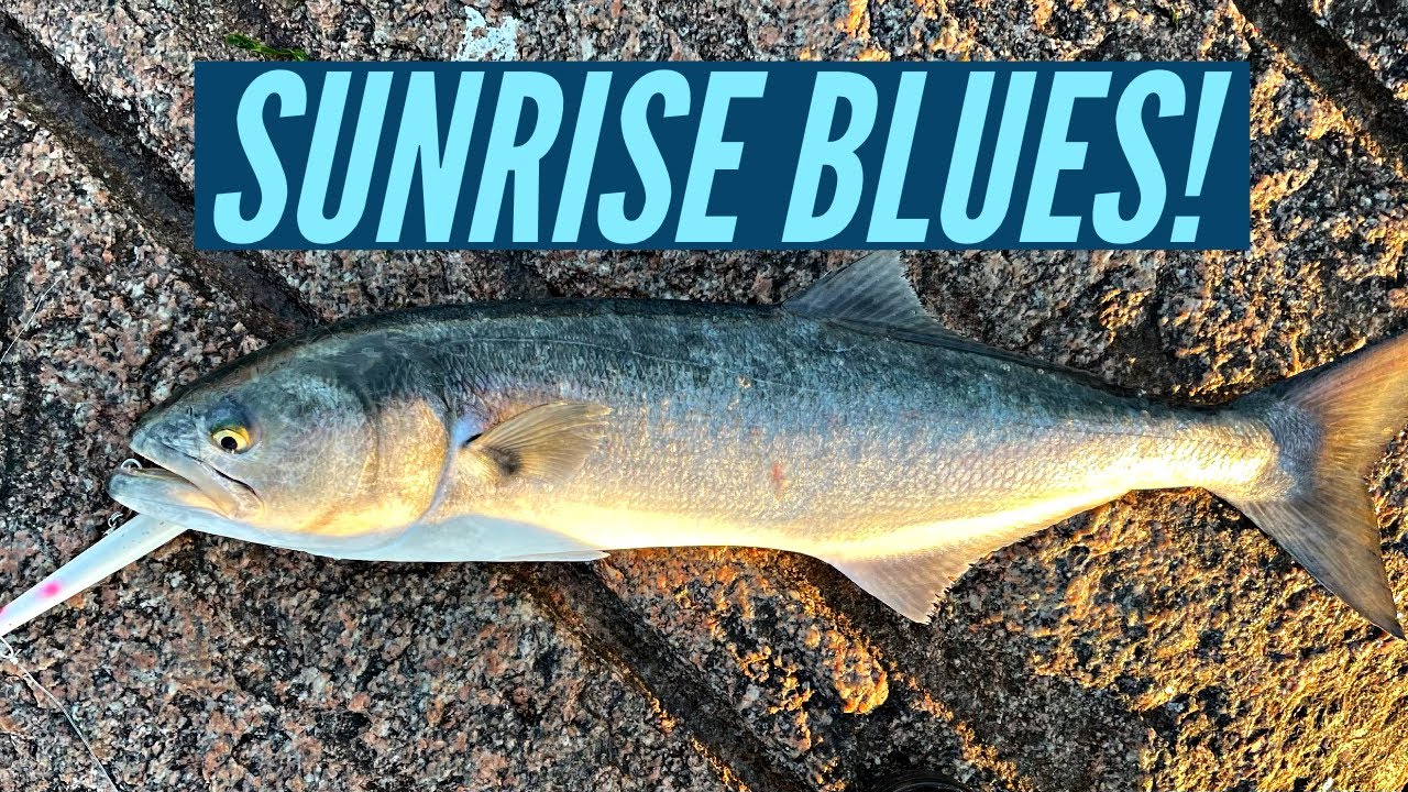 Sunrise Topwater Bluefish! Jetty Fishing Long Island!