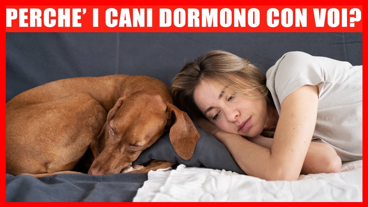 Perché I Cani Dormono Con Voi?