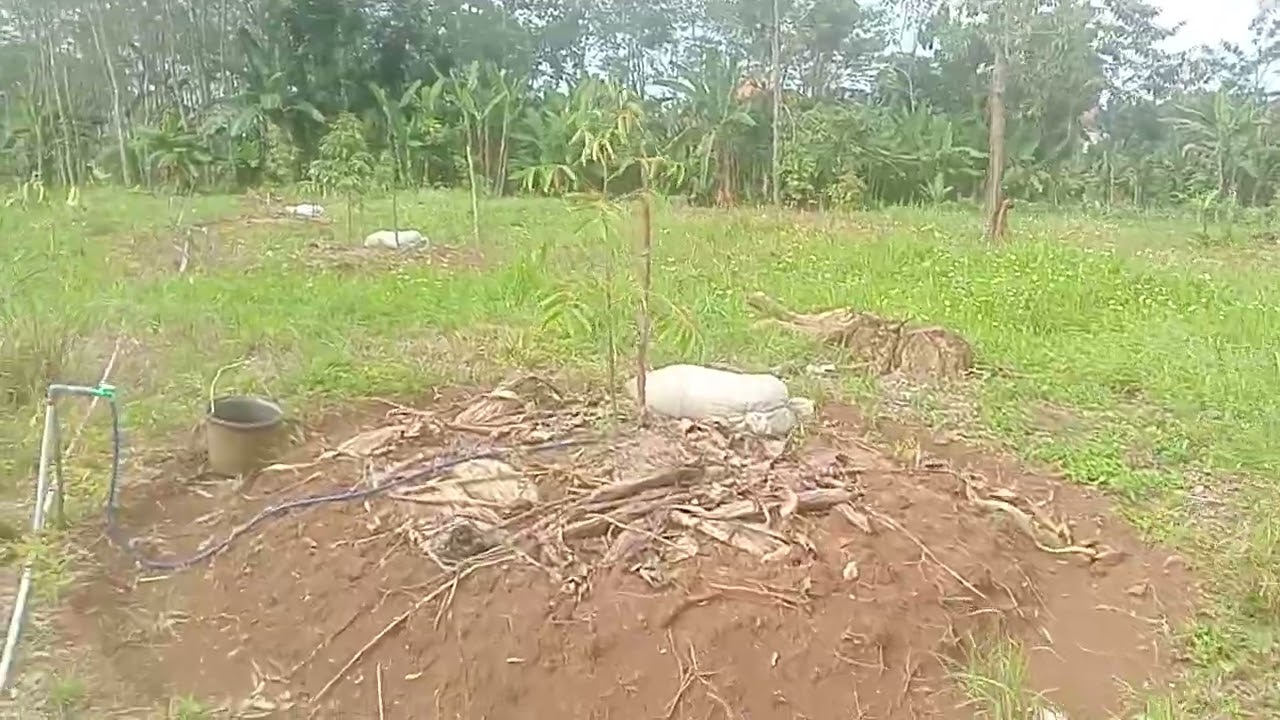 Kebun Durian ketiga|| kurang Josjis 