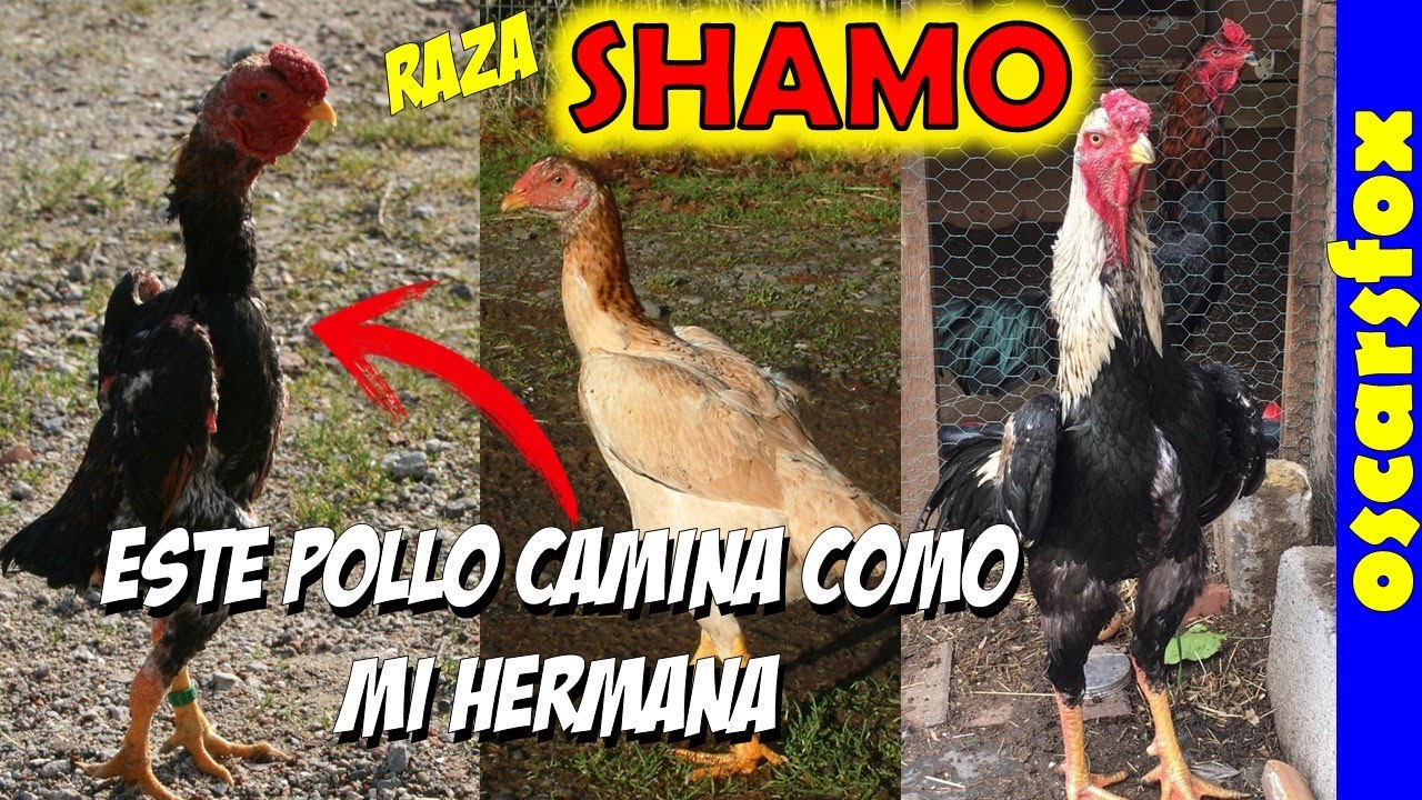 SHAMO gallo - Historia y Caracteristicas 🤠👍💖💖💖💖💖🐥💛✔2022