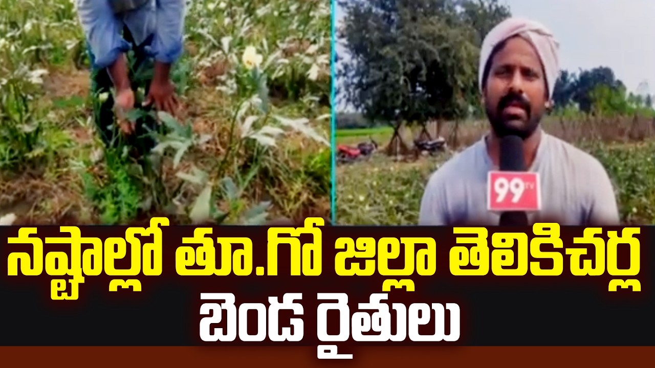నష్టాల్లో తూ.గో జిల్లా తెలికిచర్ల బెండ రైతులు | Telikicherla | East Godavari Dist | 99TV