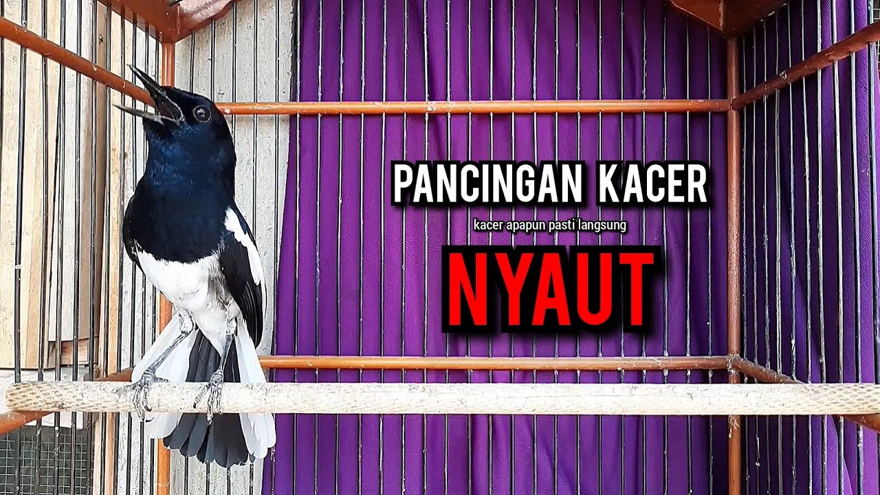 kacer gacor NGEPLONG tarung ini paling ampuh buat PANCINGAN KACER agar EMOSI NYAUT