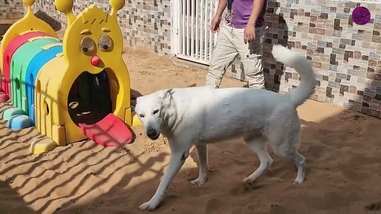 Swiss Shepherd Lilly & German Shepherd Iris Sand Bash Fun | Holiday Playtime 🐾☀️