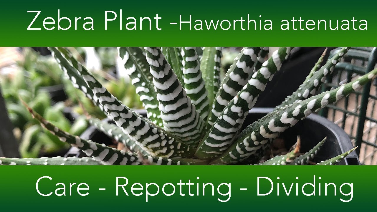 Как вырастить суккулент Haworthia attenuata (Зебра): сорта и размножение