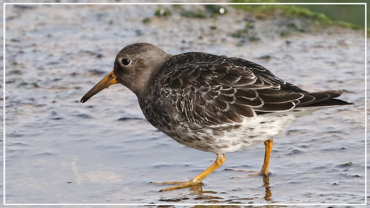Purple Sandpiper Close Up on the Seafront | British Birding