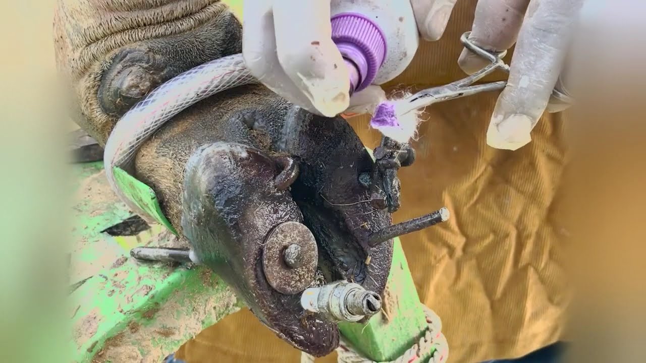 How to Treat Cow Hoof Injury 🧼 | Full Hoof Cleaning and Care Guide