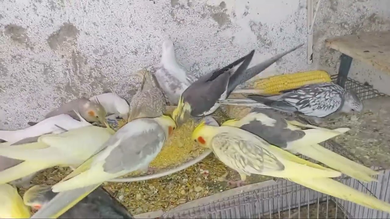 Olha que festa as calopisitas comendo farinhada