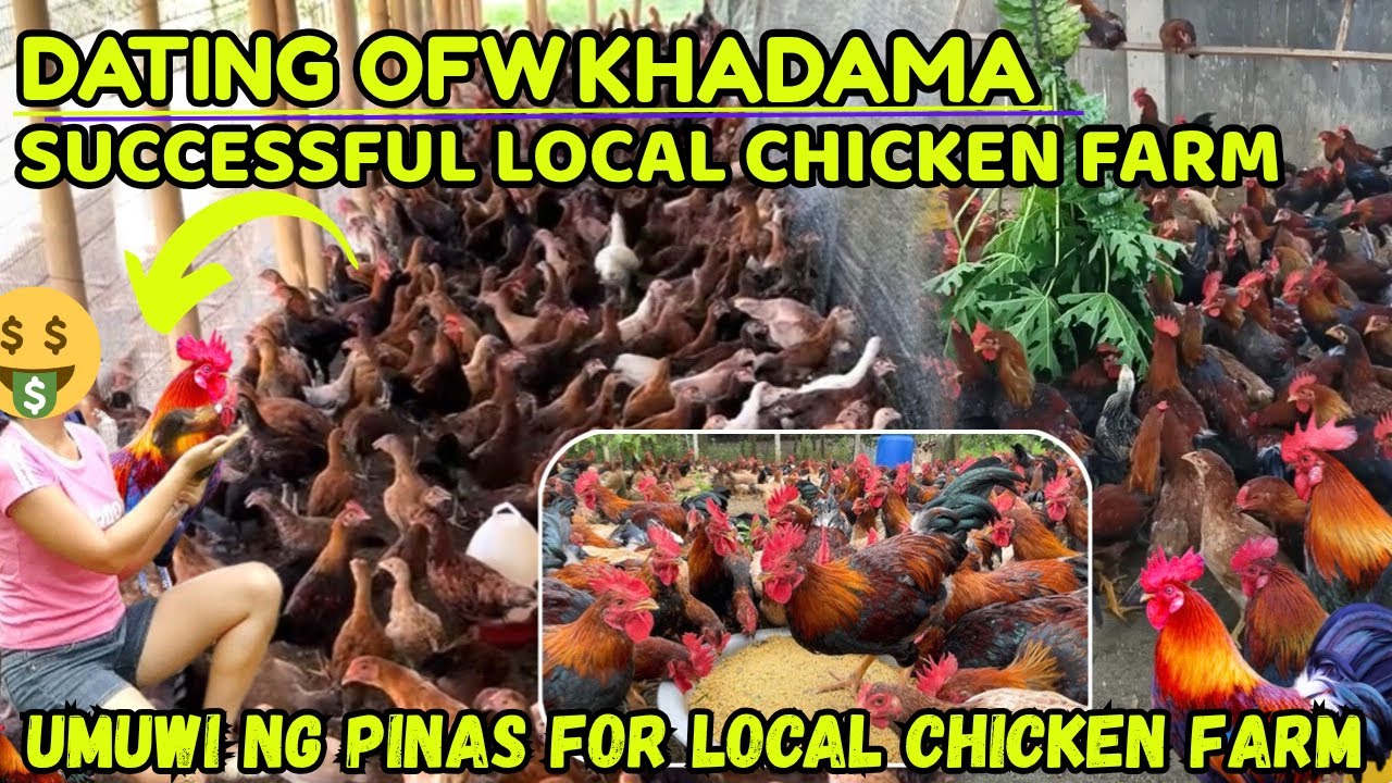 DATING OFW KHADAMA TO SUCCESSFUL LOCAL CHICKEN FARM - NATIVE CHICKEN BACKYARD FARM