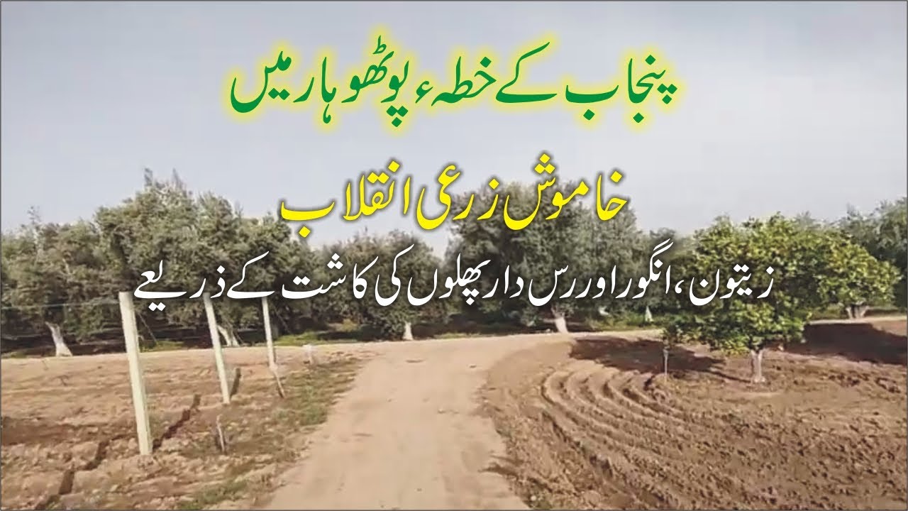 Unleashing the Agricultural Revolution:  Olives, Grapes, Citrus Fruits in Punjab's Pothohar Region