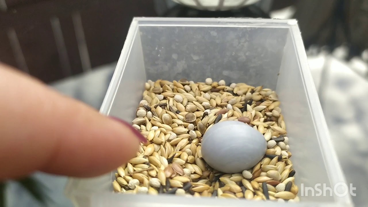 Como cambiar los huevos de plástico*canarios*🐤✨🐣🐣