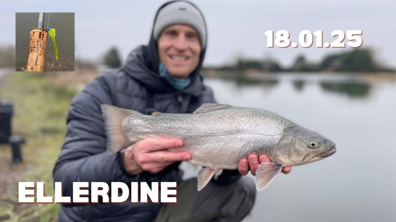 #28 ELLERDINE // WINTER // Fly Fishing Trout - all species - at the best UK Stillwater 18.01.25