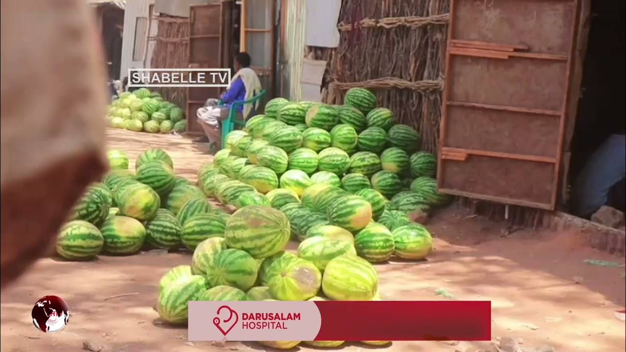 Ganacsatada Qudaarta ee Beledweyne oo bilaabay in ay Qare u dhoofiyaan Magaalooyinka Hargeysa...