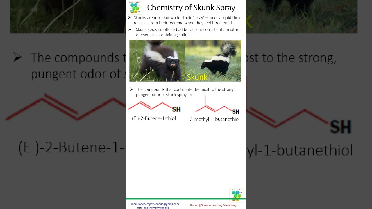 Chemistry of Skunk Spray|Why Do Skunks Smell So Bad?|Home Remedy for Skunk Smell