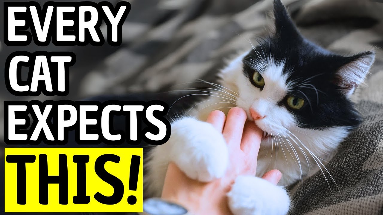 12 Cat Secrets That Make Your Cat Trust You Instantly!