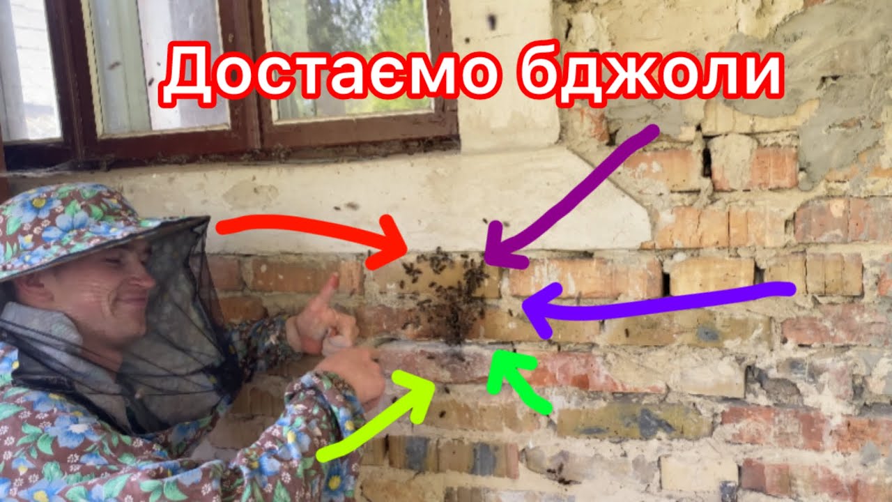 Достаємо бджоли із стіни
