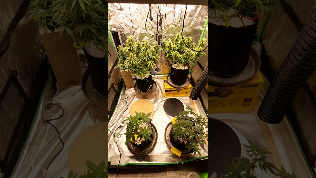 G-13 going into 48 hr. dark period.