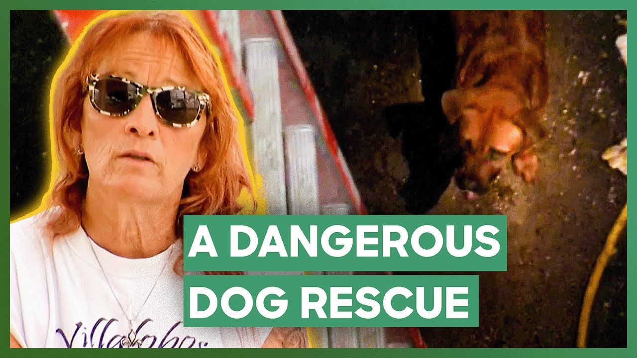 Tia Rescues A Dog From A Dangerous Construction Site | Pit Bulls & Parolees
